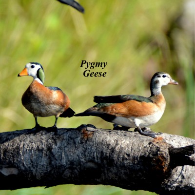 Pygmy Geese